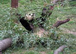 Four Of The World S Dumbest Animals Neatorama