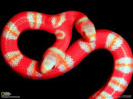 serpiente dos cabezas ホンジュラス ヘビ 野生生物