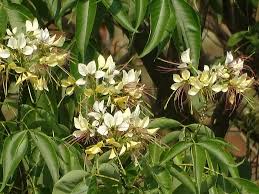 Image result for Crateva