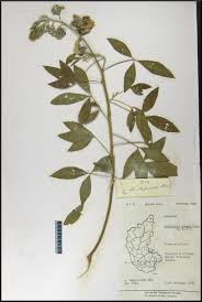 Image result for Crotalaria micans