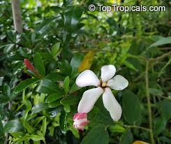 Image result for Hyperacanthus amoenus