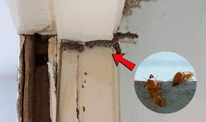 cara merawat rumah agar terhindar dari serangan rayap