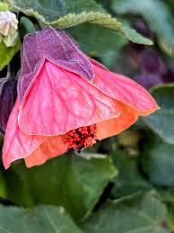 Image result for Aeollanthus homblei