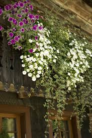 1407 von gardena der testsieger (2,1) sowie für zimmerpflanzen das set urlaubsbewässerung 1266 ebenfalls von gardena (1,8). Bewasserungssystem Fur Den Balkon Ohne Wasseranschluss Freudengarten