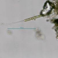 Image result for Belonophora