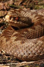 Adder Vipera Berus Cannock Chase Reptiles And Amphibians British Wildlife Poisonous Snakes