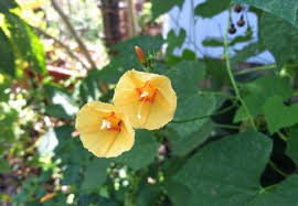 Image result for Ipomoea hederifolia