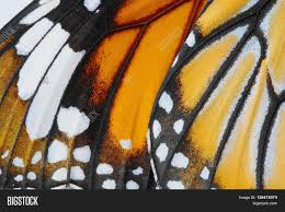 Macro Butterfly Wing Image Photo Free Trial Bigstock