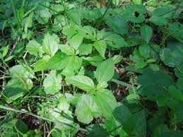 Image result for Acalypha bipartita