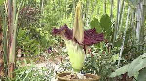 He has a missile that charges up each time a zombie in his lane is defeated. Rare Smelly Corpse Flower Blooms At Tropical Bamboo Nursery Gardens