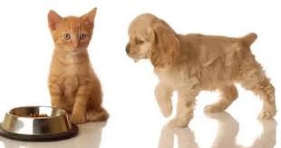 Kedi Ve Kopekler Ne Kadar Ac Ve Susuz Kalabilirler