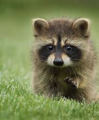 Baby Raccoon Cute Animals Pet Raccoon Cute Raccoon