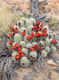 Image result for Lactuca imbricata