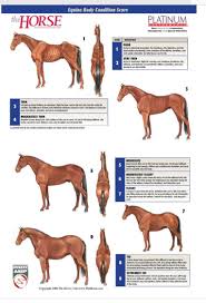 Equine Score By Equineacademics Com Horse Care Horses