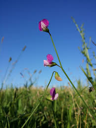 Image result for Lathyrus hirsutus