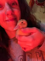 Unusual encounter with a duck in the park