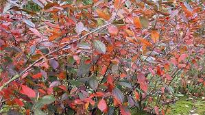 Image result for Amelanchier ovalis