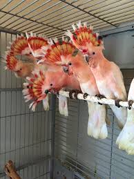 Bird Aviary For Sale Durban Major Mitchell S Cockatoos Bred At Oakhill Avian Centre Aviculture Avizandum Cockatoo Media Tweets By Avizandum Pretty Birds Pet Birds Animals Beautiful