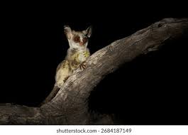 Image result for Habenaria debeerstiana