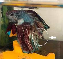 Treatment of fin rot/tail rot: Fin Rot Wikipedia