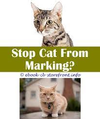 Maybe you would like to learn more about one of these? 15 Beauteous Will Cat Stop Spraying After Neutering Cat Spray Male Cat Spraying Cats