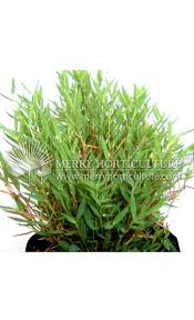 Image result for Pogonatherum paniceum