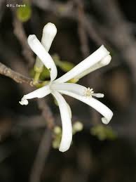 Image result for Turraea floribunda