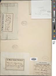 Image result for Marsilea aegyptiaca