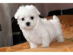 Also, be sure to check the maltese dog breeder listings in our dog breeder directory, which feature upcoming dog litter announcements and. Mini Maltese Puppies For Sale In Uae 050 8063522 Dubai Classifieds