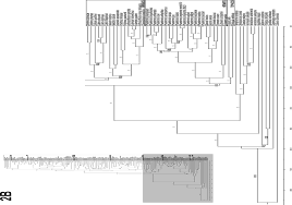 Image result for Neuracanthus africanus