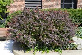 Image result for Berberis thunbergii