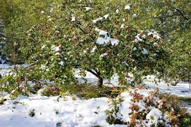 This article tells you everything about lentils, their nutrition, benefits and how to cook them. Apple Tree After The Snowfall