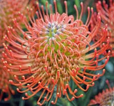 Image result for Leucospermum
