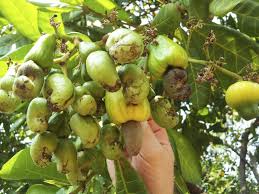 There is a wide variety of dwarf fruit trees that can be grown in pots. Cashew Nut Trees Learn How To Grow Cashews Cashew Nut Tree Nut Tree Cashews Growing