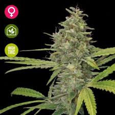 The plant has an extreme density of flower and a high resin production. G13 Haze Hanfsamen Und Pflanze Thc Guide
