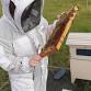 Experience the Buzz - Fri 24 Oct to Sat 8 Nov ... event in Lochinvar NSW