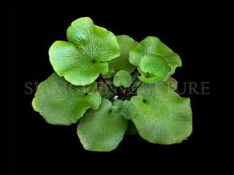 Image result for Asplenium uhligii