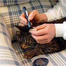 Feline Diabetes Treatment And Prevention In Cats