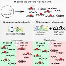 Dna Shape Features Improve Transcription Factor Binding Site Predictions In Vivo Sciencedirect