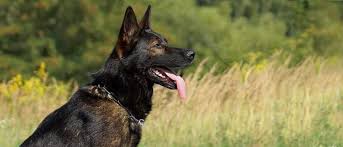 Find german shepherd in dogs & puppies for rehoming | find dogs and puppies locally for sale or adoption in canada : Zwinger Von Der Bauerhof German Shepherds Kansas German Shepherd Puppies In Kansas Zwinger Von Der Bauerhof German Shepherds Kansas