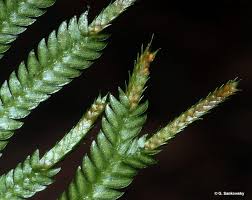 Image result for Selaginella eublepharis