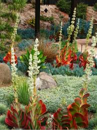 Kalanchoe Luciae Paddle Plant In 2020 Succulent Landscaping Succulent Landscape Design Paddle Plant