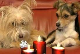 Dogs Dinner Candles Animal Fair