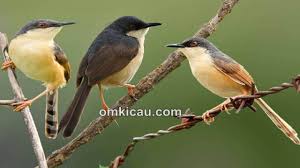 We did not find results for: Download Suara Burung Prenjak Enam Spesies Om Kicau