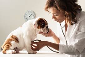 Westside vets in battersea offer a friendly and relaxed atmosphere combined with the highest standards of veterinary care. Pin On Pets Guide