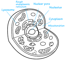 Maybe you would like to learn more about one of these? How To Draw An Animal Cell Really Easy Drawing Tutorial