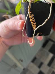 Image result for Chamaeangis