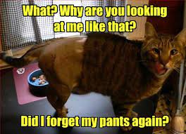 Maybe you would like to learn more about one of these? Lolcats Pants Lol At Funny Cat Memes Funny Cat Pictures With Words On Them Lol Cat Memes Funny Cats Funny Cat Pictures With Words On