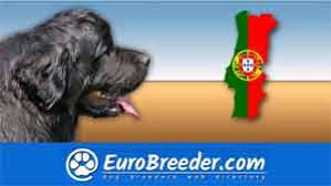 It is bred for intelligence and awareness of its surroundings. Portugal Dog Breeders And Kennels Eurobreeder Com