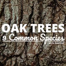 How to identify oak in furniture. Common Types Of Oak Trees With Bark Photos For Identification Owlcation